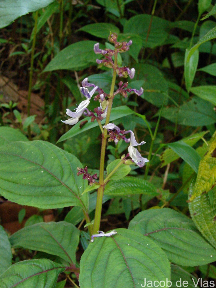 Coleus kanneliyensis L.H.Cramer & S. Balas.